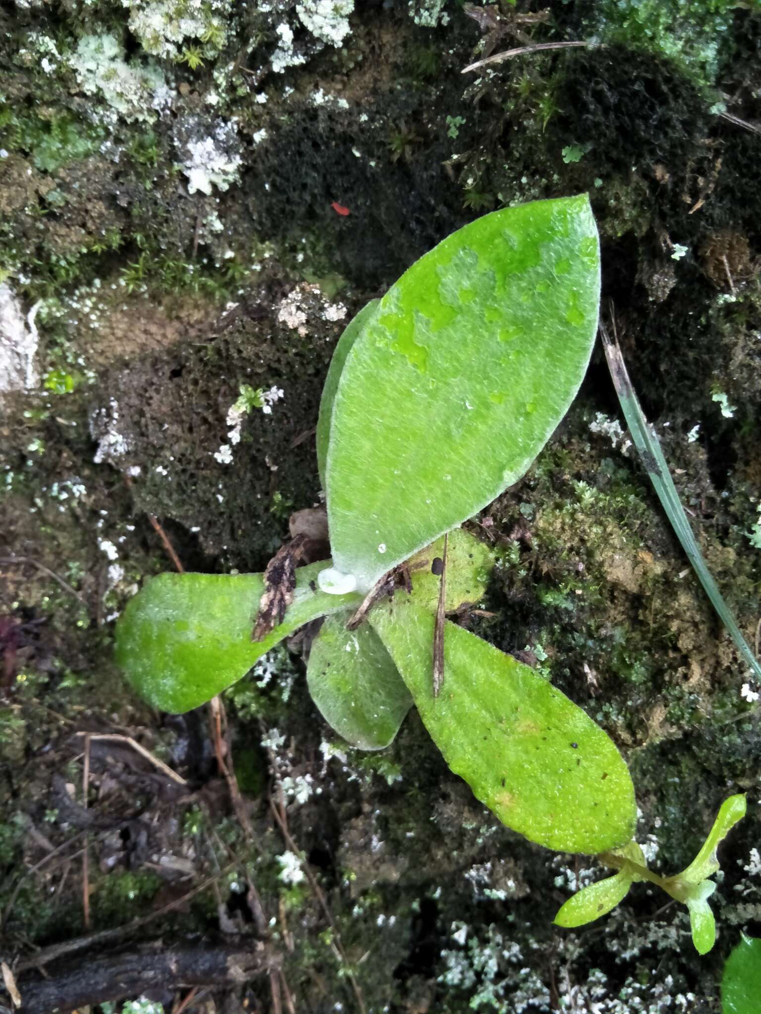 Plancia ëd Pseudognaphalium adnatum (DC.) Y. S. Chen