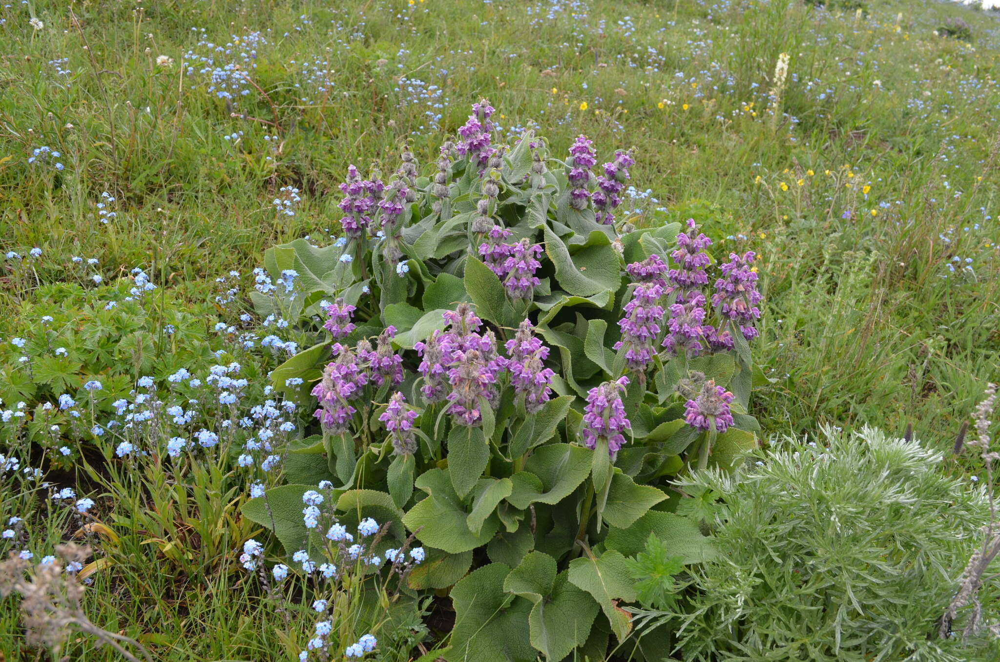 صورة Phlomoides oreophila (Kar. & Kir.) Adylov, Kamelin & Makhm.