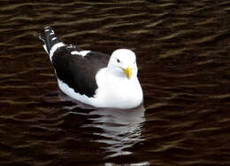 Image of Larus dominicanus vetula Bruch 1855