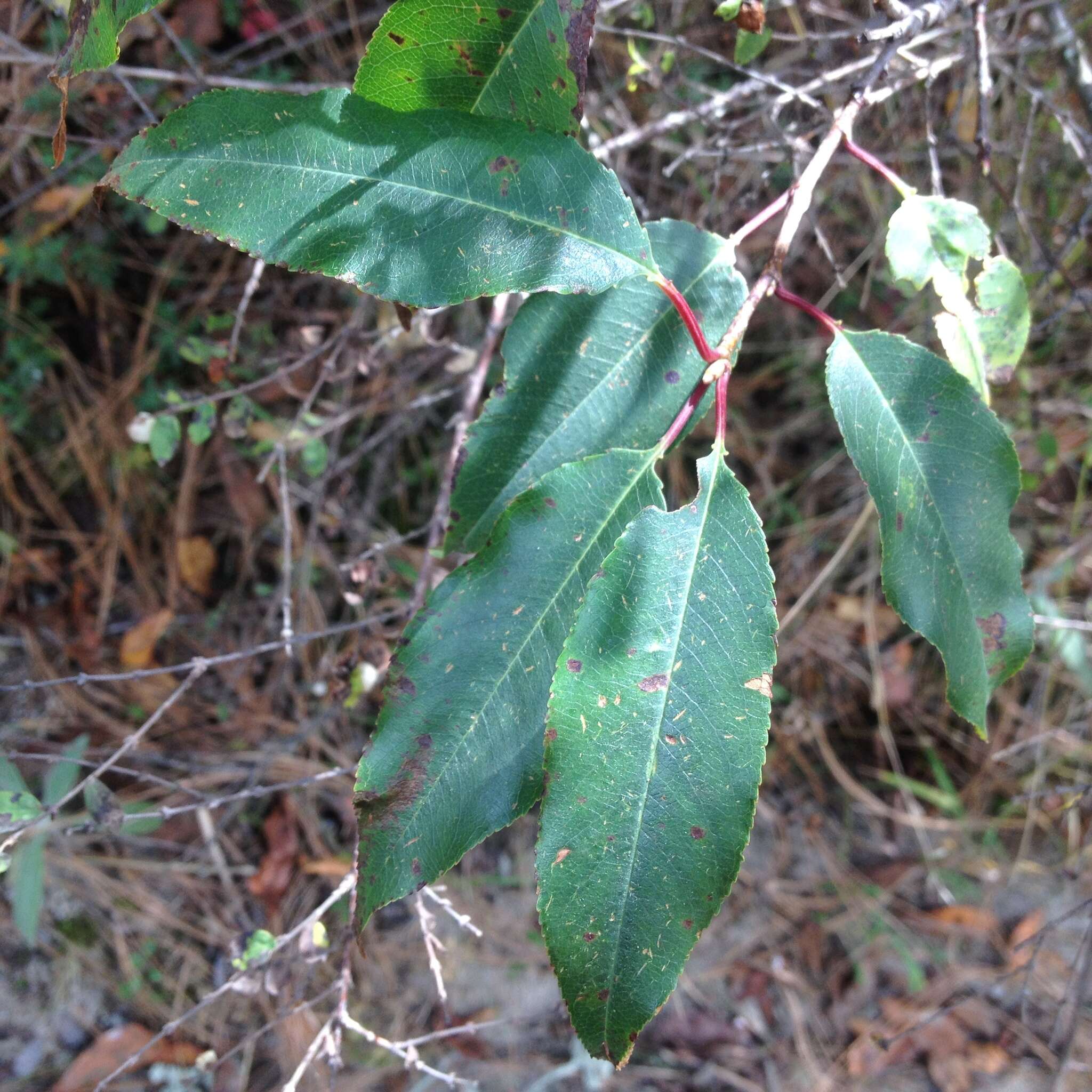 Image of Prunus serotina var. serotina