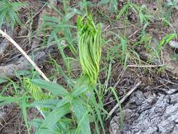 Image of Amorphophallus dracontioides (Engl.) N. E. Br.