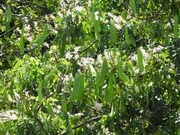 Image of Lysidice rhodostegia Hance