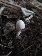 Image of Inocybe sindonia (Fr.) P. Karst. 1879