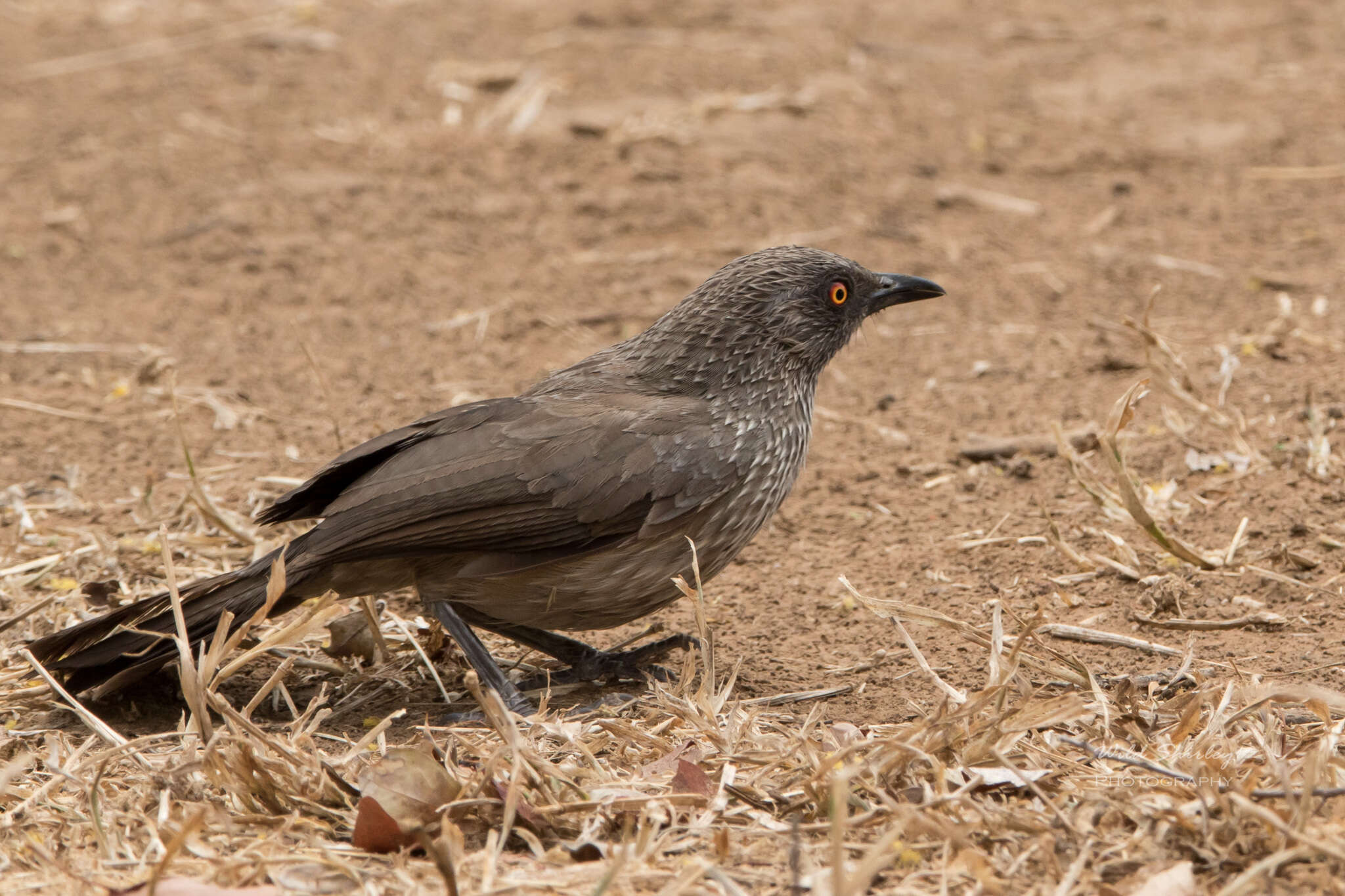 Image of Arrow-marked Babbler