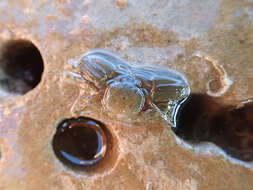 Image of Cabrillo porcelain crab