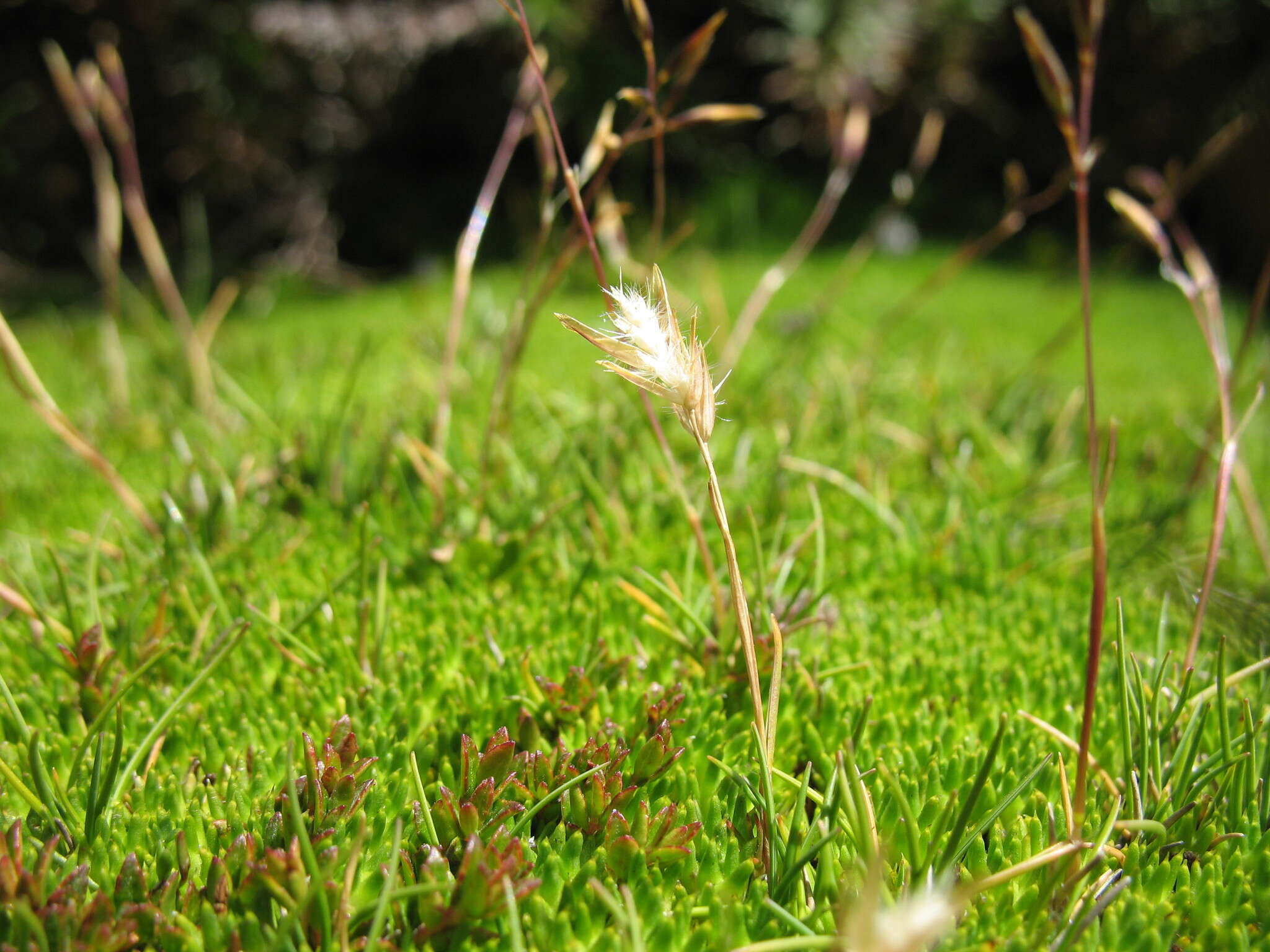 Image of Rytidosperma pauciflorum (R. Br.) Connor & Edgar