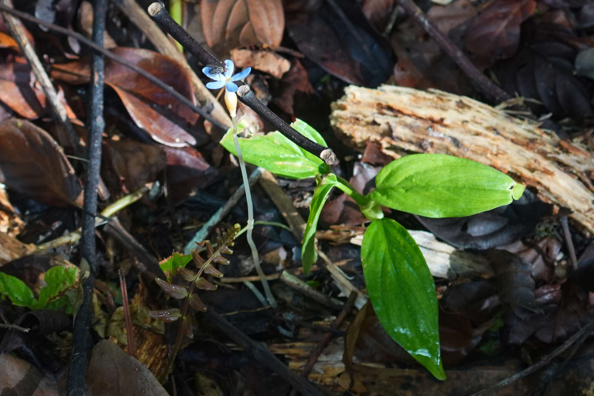 Image of Puerto Rico Ghostplant