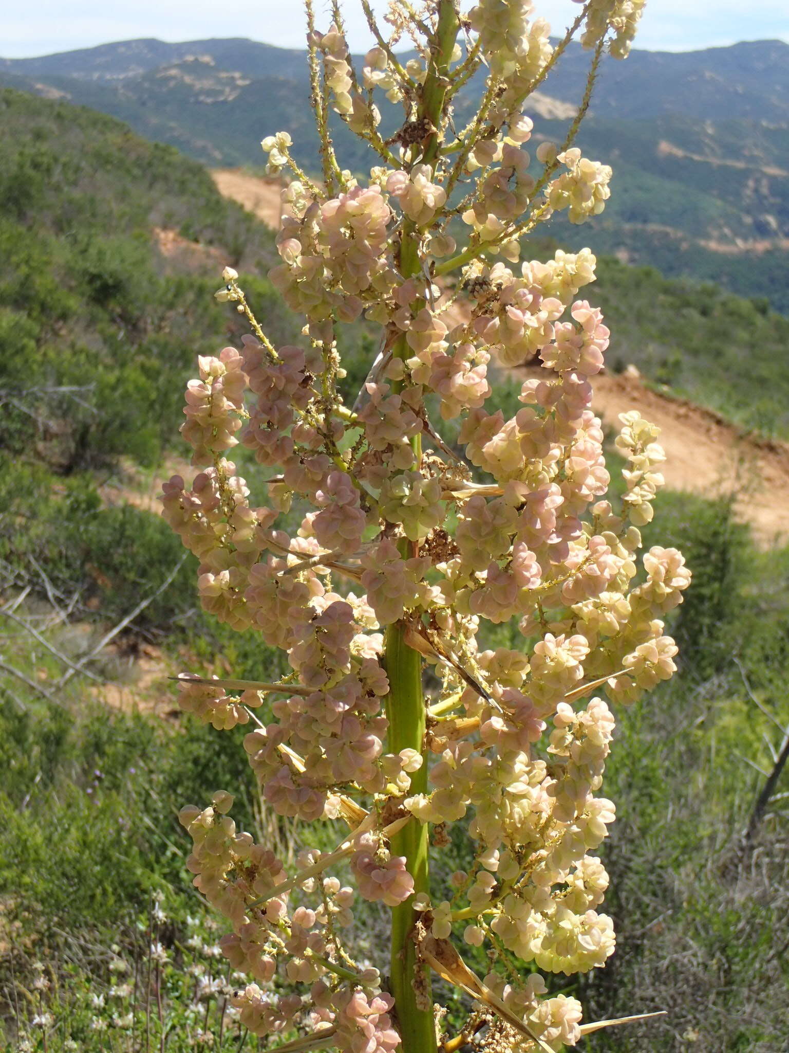 Image of Peninsular beargrass