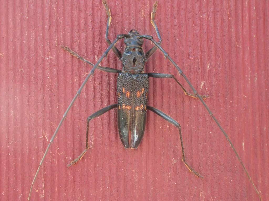 Image of Longicorn beetle