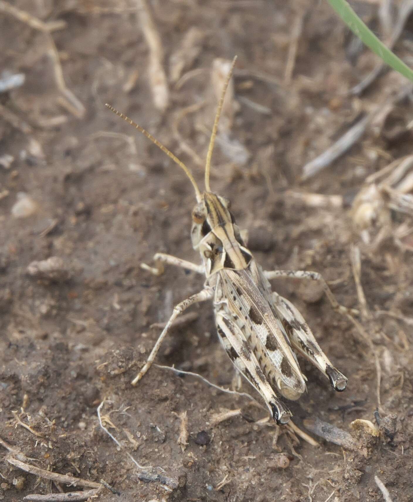 Image of Four-spotted Grasshopper