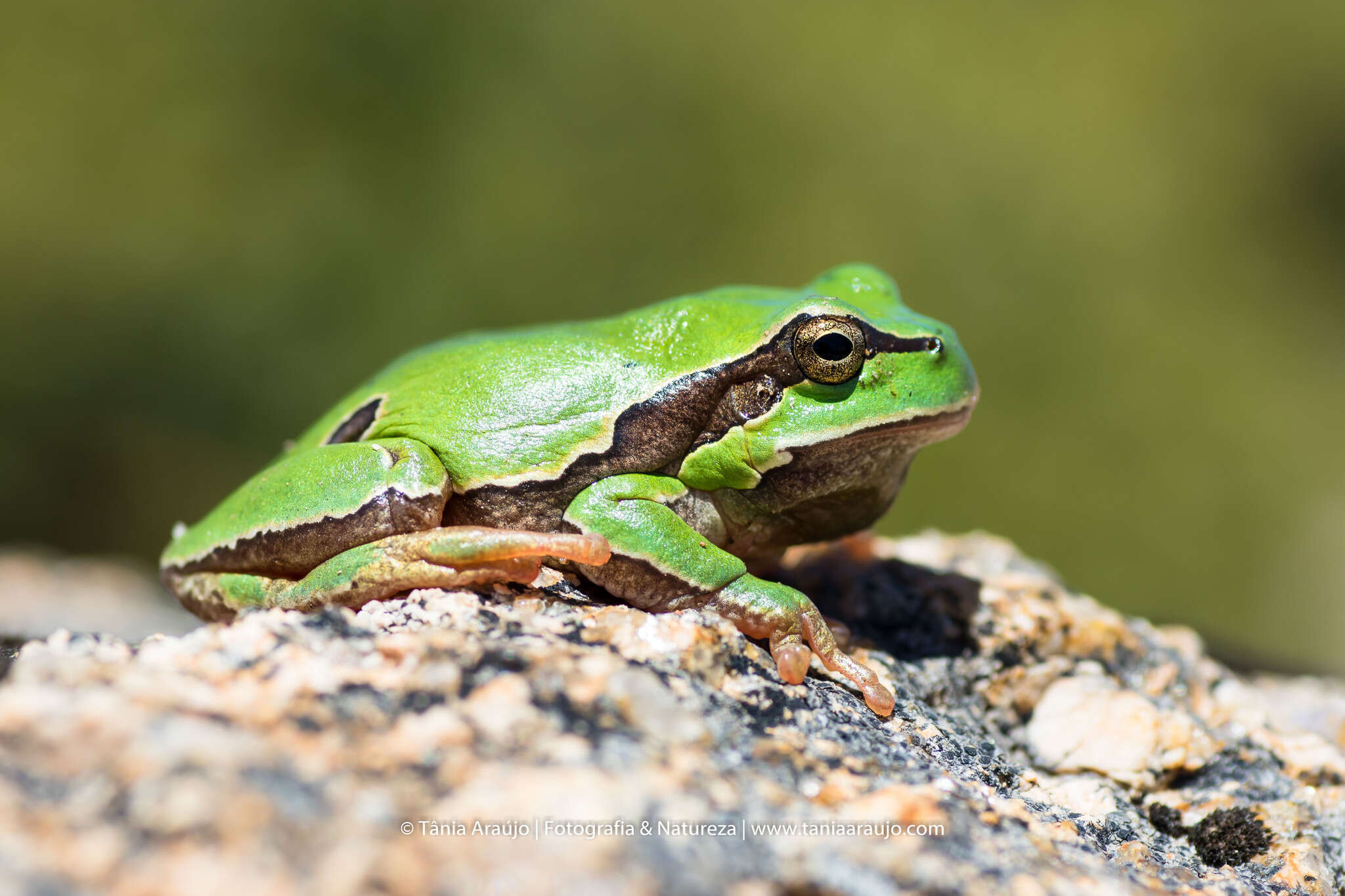 Image of European Treefrog
