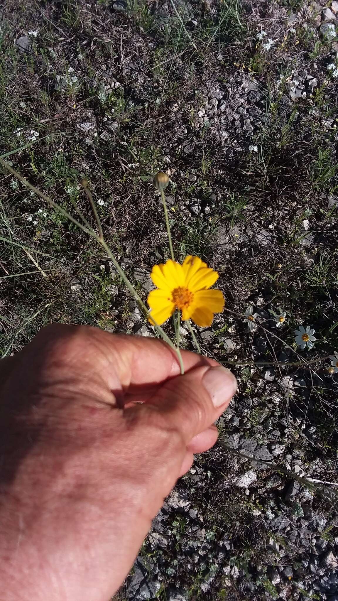 Image de Thelesperma simplicifolium (A. Gray) A. Gray