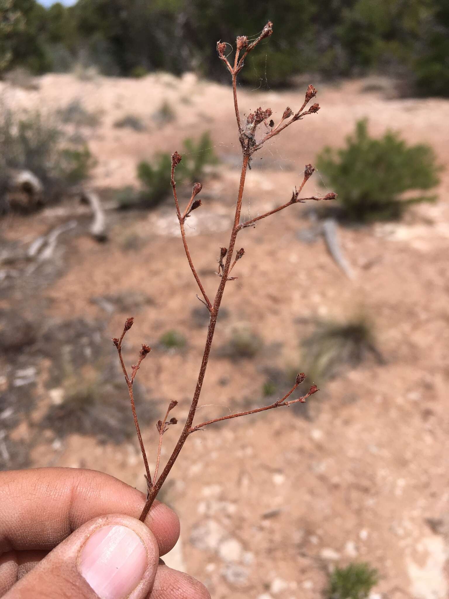 Image of winged buckwheat