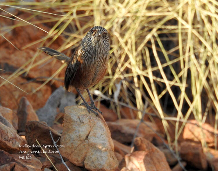 Image of Kalkadoon Grasswren