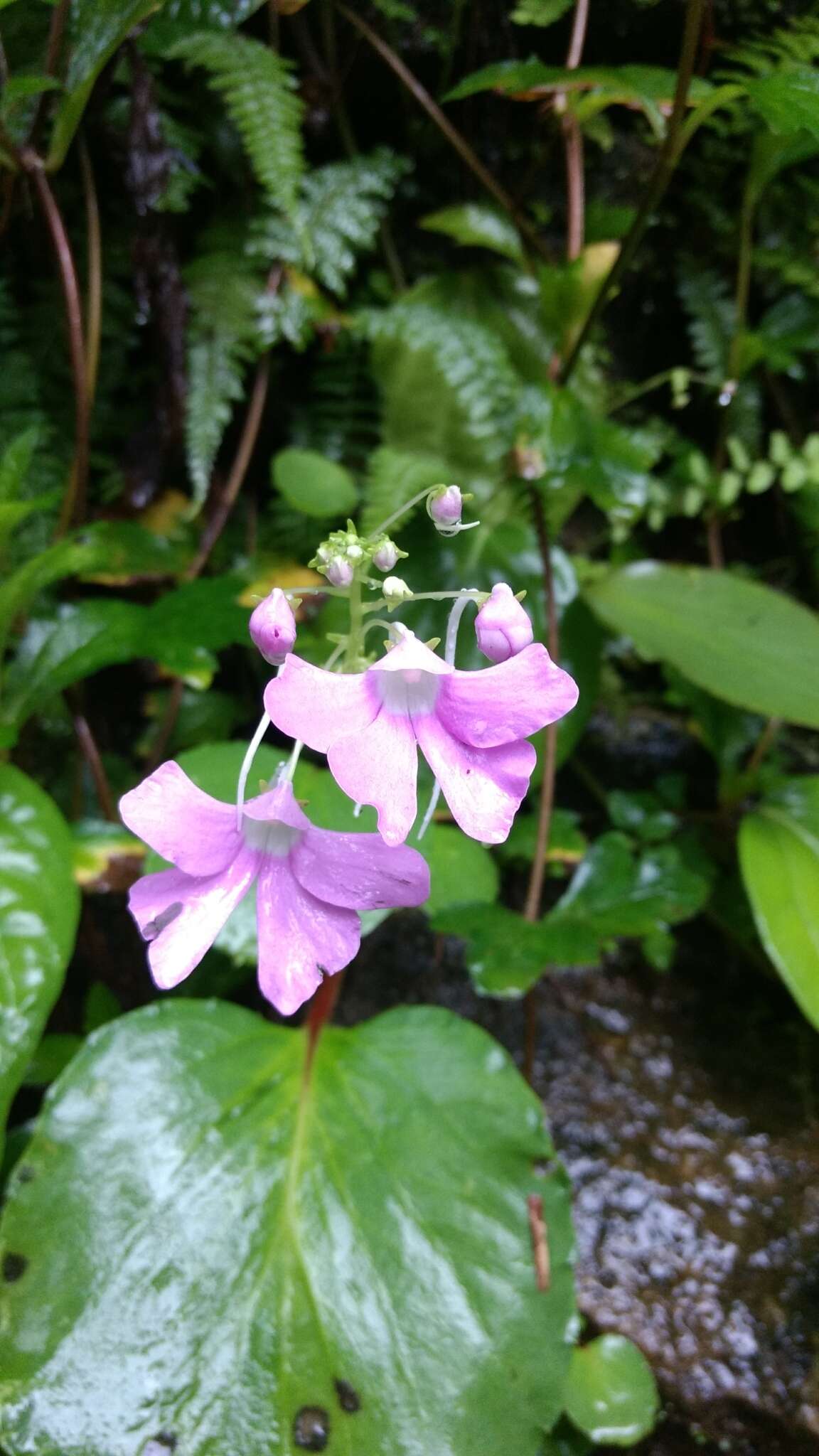 Image of Impatiens acaulis Arn.