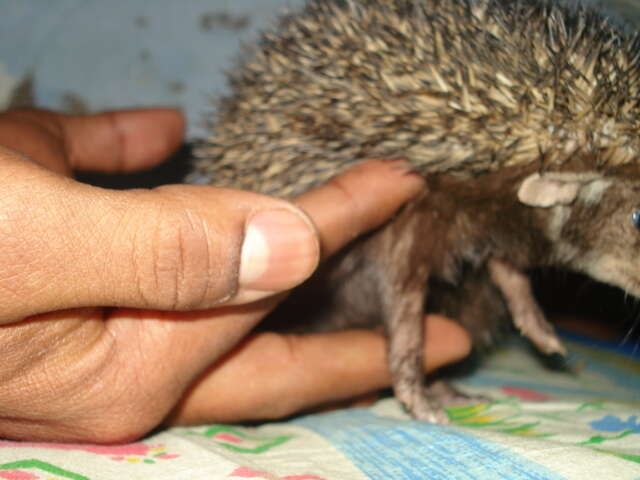 Image of Indian Hedgehog