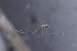 Image of Cellar spider