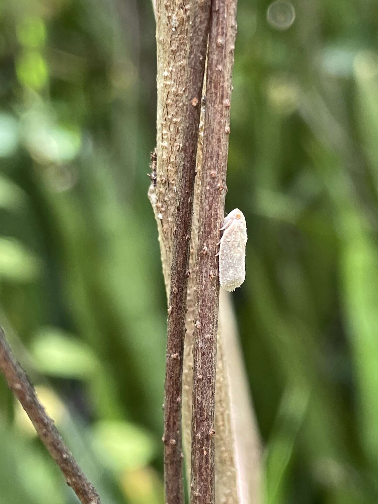 Image of Puerto rican planthopper