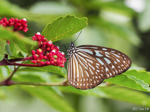 Imagem de Ideopsis vulgaris Butler 1874