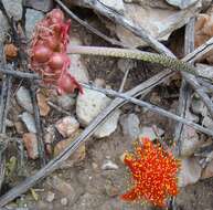 Imagem de Haemanthus coccineus L.