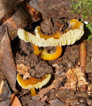 Image of Hygrocybe xanthopoda A. M. Young 2000