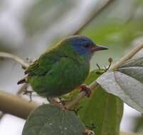 Image of Dacnis cayana baudoana Meyer de Schauensee 1946