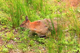 Image of Red-necked Pademelon