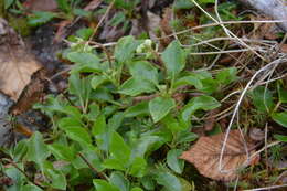 Image de Orthilia obtusata (Turcz.) H. Hara