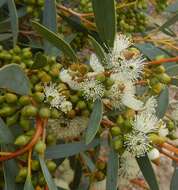 Image of Coastal White Mallee