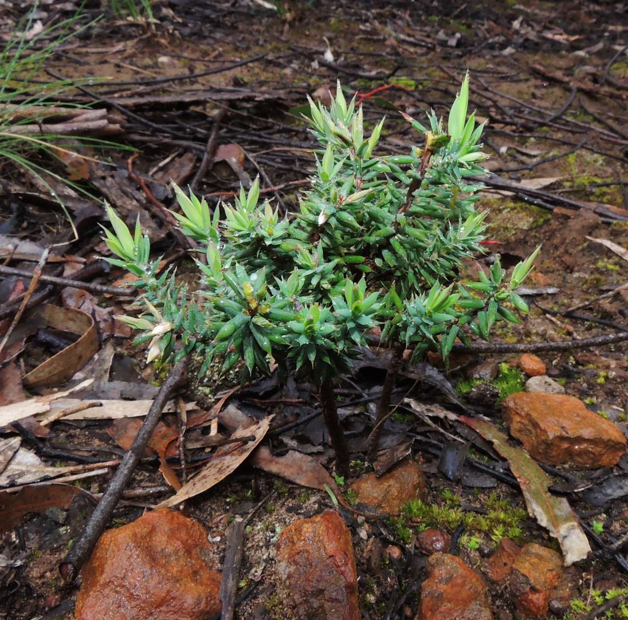 Image of Styphelia fletcheri subsp. brevisepala