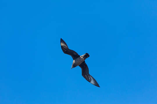 Image of Kermadec Petrel