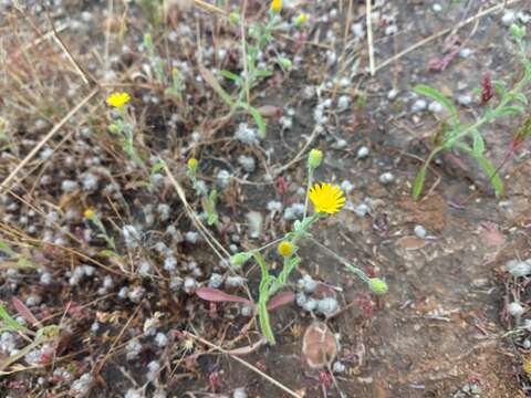 Pulicaria arabica (L.) Cass. resmi