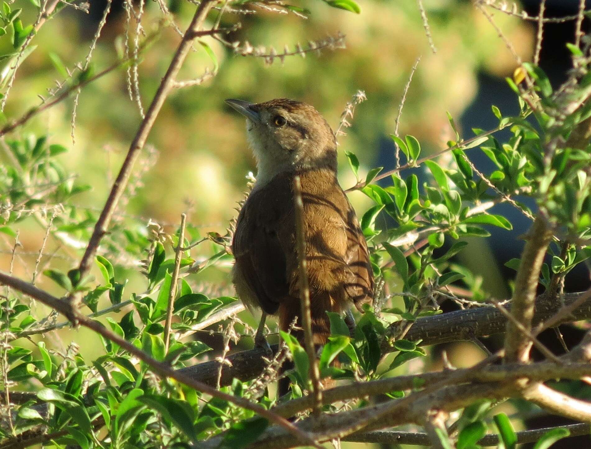 Image of Little Thornbird