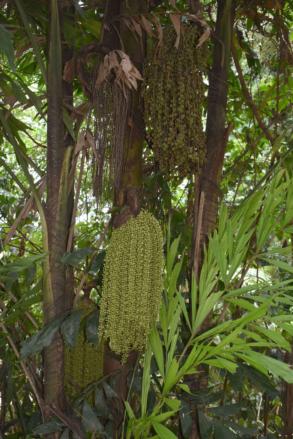 Image of Burmese fishtail palm