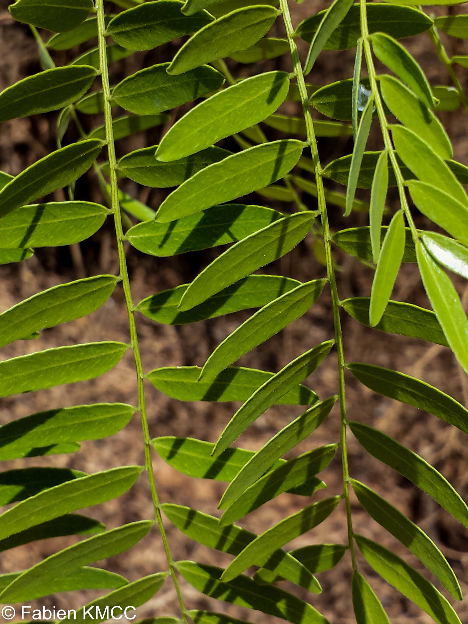 Image of Dupuya madagascariensis