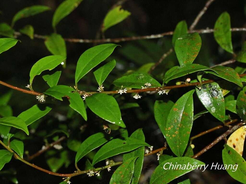 Image of Myrsine stolonifera (Koidz.) E. Walker