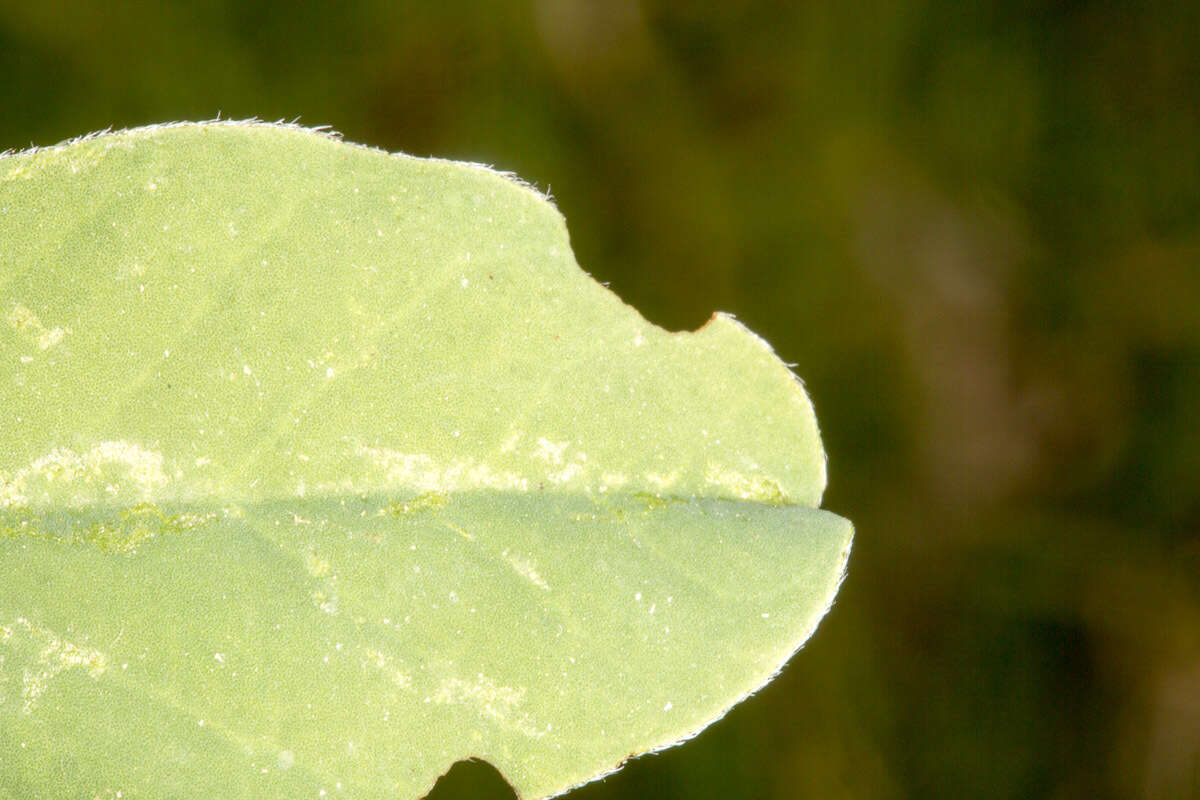 Image of <i>Sulla coronaria</i>