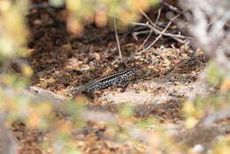 Image of Cerralvo Island Whiptail