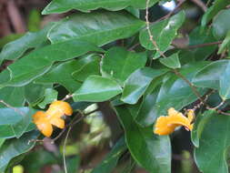 Sivun Xanthophyllum octandrum (F. Müll.) Domin kuva