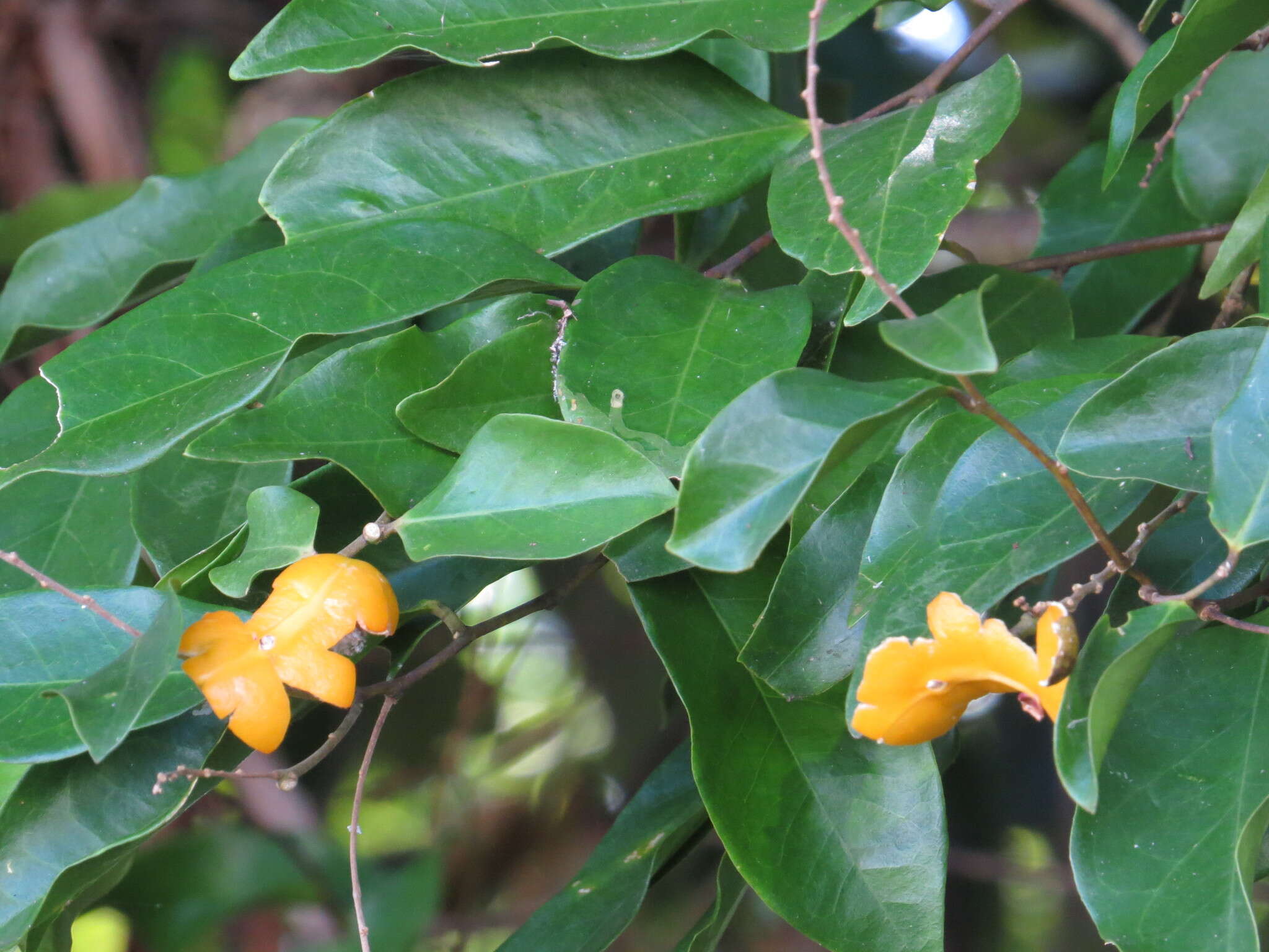 Image of Xanthophyllum octandrum (F. Müll.) Domin