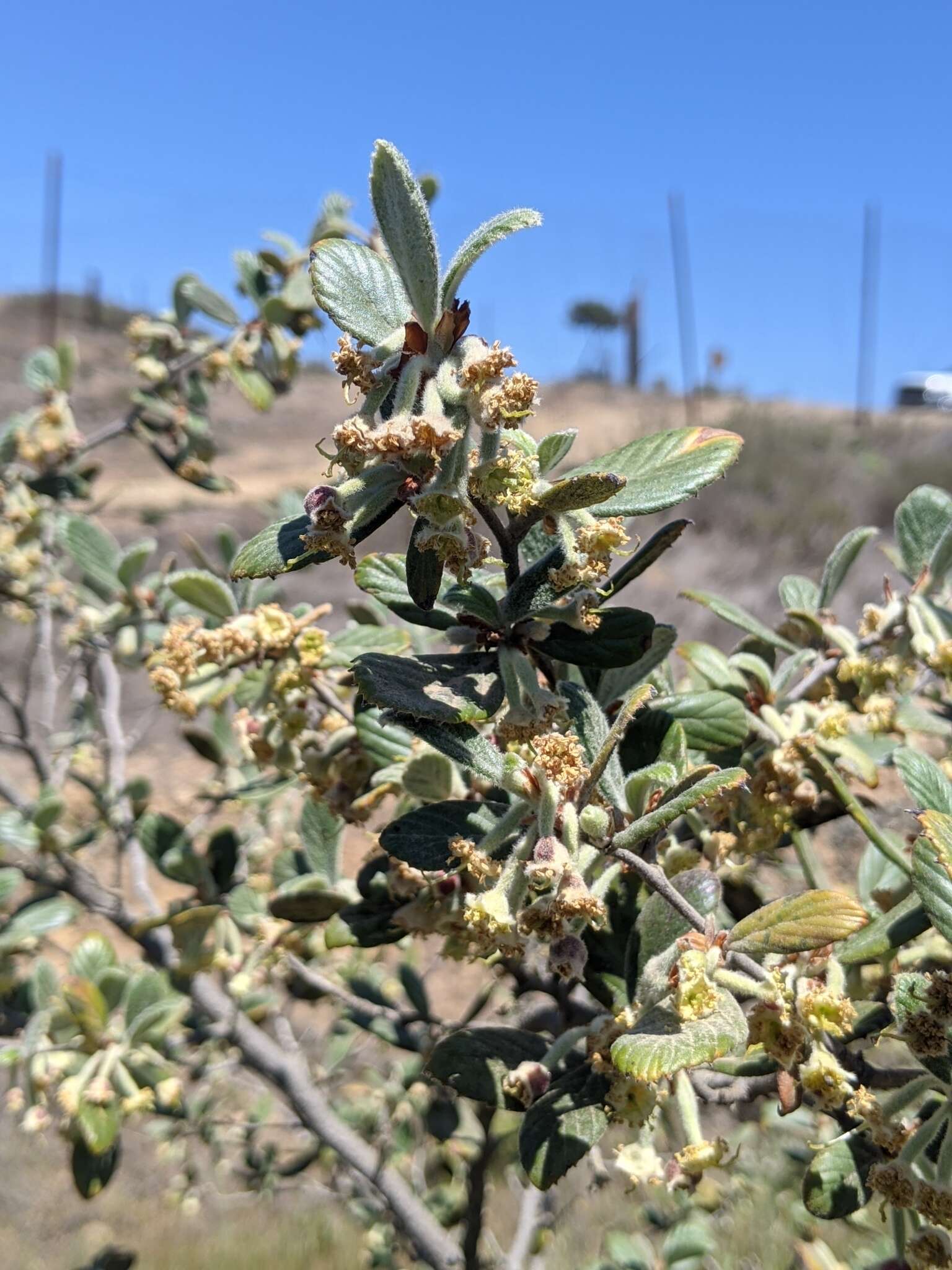 Image of Catalina Island mountain mahogany