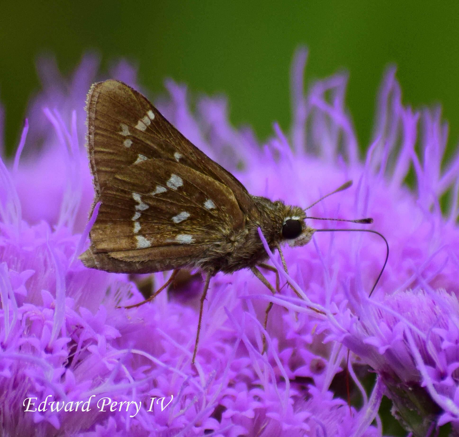 Image of Loammi Skipper