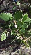 Image of pointleaf manzanita