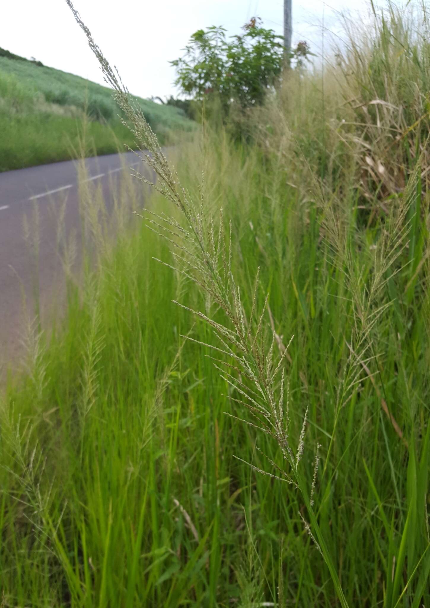 Image of Catstail dropseed