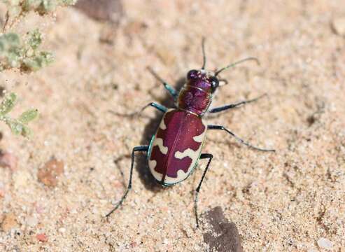 Image of Beautiful tiger beetle