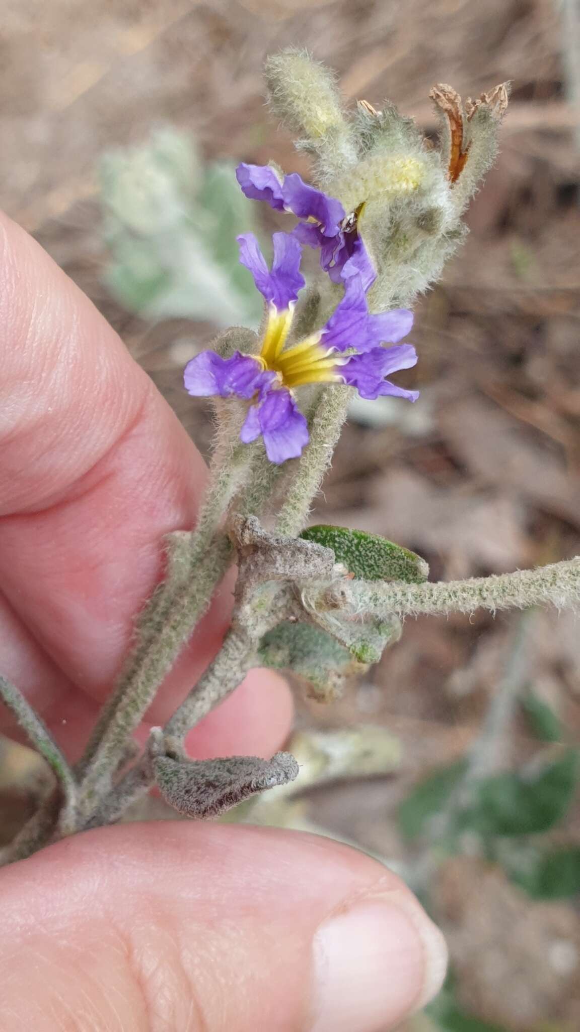 Image of Dampiera lanceolata var. intermedia M. T. M. Rajput & R. C. Carolin