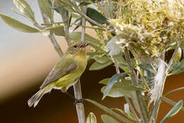 Image of Yellow Thornbill