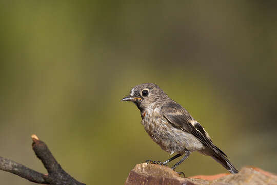 Image of Scarlet Robin