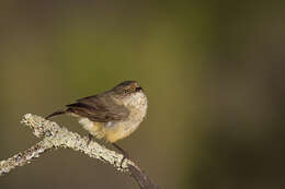 Image of Buff-rumped Thornbill