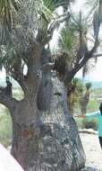 Image of Mexican Pony Tail Palm